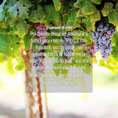 Picture 04 - 2 Samuele 16:11 RIV - Poi Davide disse ad Abishai e a tutti i suoi i - Bible Verse Picture