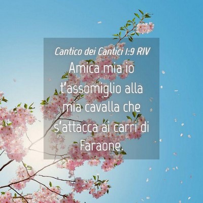 Picture 04 - Cantico dei Cantici 1:9 RIV - Amica mia io t’assomiglio alla mia cavalla che - Bible Verse Picture