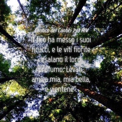 Picture 04 - Cantico dei Cantici 2:13 RIV - Il fico ha messo i suoi ficucci, e le viti - Bible Verse Picture