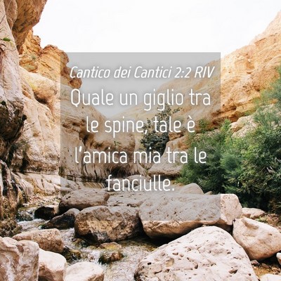 Picture 04 - Cantico dei Cantici 2:2 RIV - Quale un giglio tra le spine, tale è l’amica - Bible Verse Picture