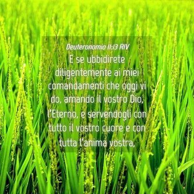 Picture 04 - Deuteronomio 11:13 RIV - E se ubbidirete diligentemente ai miei - Bible Verse Picture