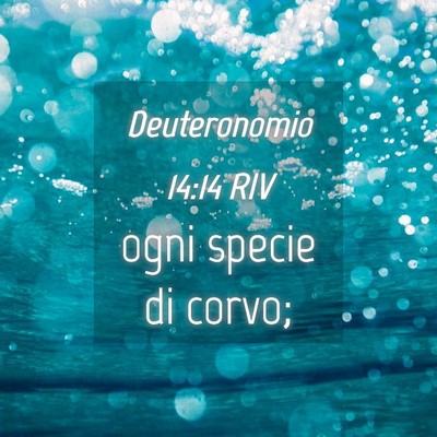 Picture 04 - Deuteronomio 14:14 RIV - ogni specie di - Bible Verse Picture