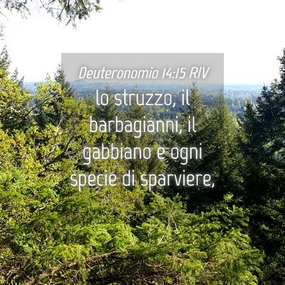 Picture 04 - Deuteronomio 14:15 RIV - lo struzzo, il barbagianni, il gabbiano e ogni - Bible Verse Picture