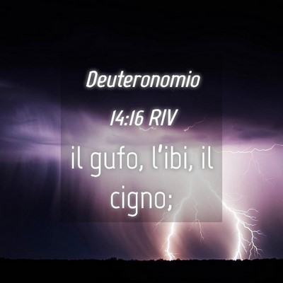 Picture 04 - Deuteronomio 14:16 RIV - il gufo, l’ibi, il - Bible Verse Picture
