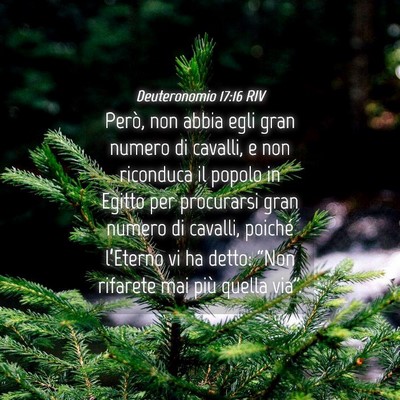 Picture 04 - Deuteronomio 17:16 RIV - Però, non abbia egli gran numero di cavalli, e - Bible Verse Picture
