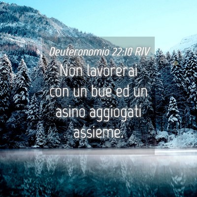 Picture 04 - Deuteronomio 22:10 RIV - Non lavorerai con un bue ed un asino aggiogati - Bible Verse Picture