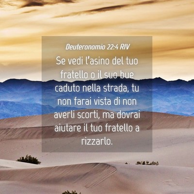 Picture 04 - Deuteronomio 22:4 RIV - Se vedi l’asino del tuo fratello o il suo bue - Bible Verse Picture