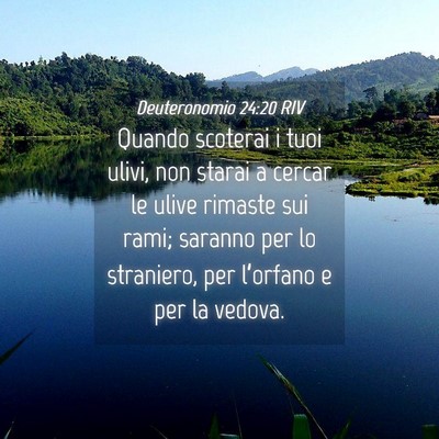 Picture 04 - Deuteronomio 24:20 RIV - Quando scoterai i tuoi ulivi, non starai a cercar - Bible Verse Picture