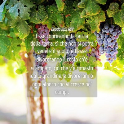Picture 04 - Esodo 10:5 RIV - Esse copriranno la faccia della terra, sì che - Bible Verse Picture