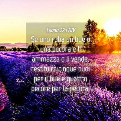 Picture 04 - Esodo 22:1 RIV - Se uno ruba un bue o una pecora e li ammazza o li - Bible Verse Picture
