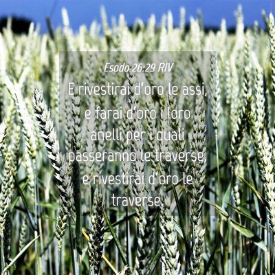 Picture 04 - Esodo 26:29 RIV - E rivestirai d’oro le assi, e farai d’oro i - Bible Verse Picture
