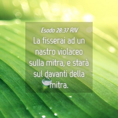 Picture 04 - Esodo 28:37 RIV - La fisserai ad un nastro violaceo sulla mitra, e - Bible Verse Picture