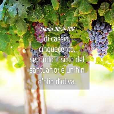 Picture 04 - Esodo 30:24 RIV - di cassia, cinquecento, secondo il siclo del - Bible Verse Picture