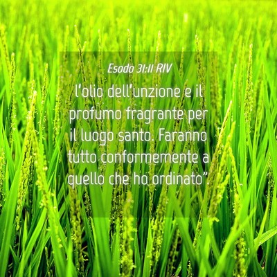 Picture 04 - Esodo 31:11 RIV - l’olio dell’unzione e il profumo fragrante - Bible Verse Picture