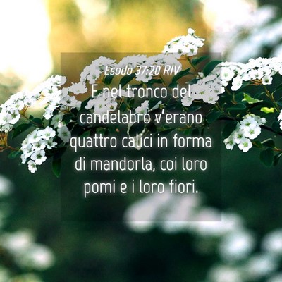Picture 04 - Esodo 37:20 RIV - E nel tronco del candelabro v’erano quattro - Bible Verse Picture