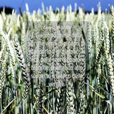 Picture 04 - Genesi 30:37 RIV - E Giacobbe prese delle verghe verdi di pioppo, di - Bible Verse Picture