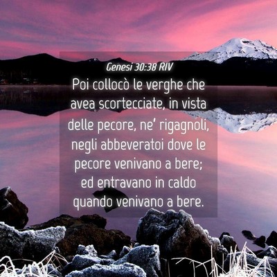 Picture 04 - Genesi 30:38 RIV - Poi collocò le verghe che avea scortecciate, in - Bible Verse Picture