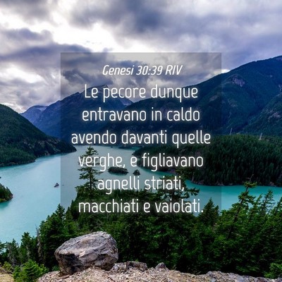 Picture 04 - Genesi 30:39 RIV - Le pecore dunque entravano in caldo avendo - Bible Verse Picture