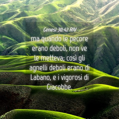 Picture 04 - Genesi 30:42 RIV - ma quando le pecore erano deboli, non ve le - Bible Verse Picture