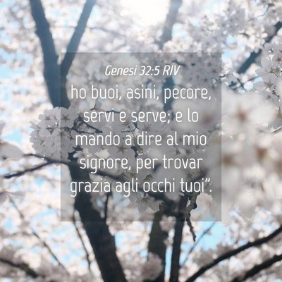 Picture 04 - Genesi 32:5 RIV - ho buoi, asini, pecore, servi e serve; e lo mando - Bible Verse Picture