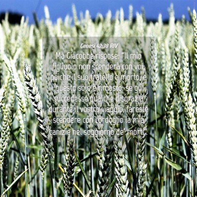 Picture 04 - Genesi 42:38 RIV - Ma Giacobbe rispose: “Il mio figliuolo non - Bible Verse Picture