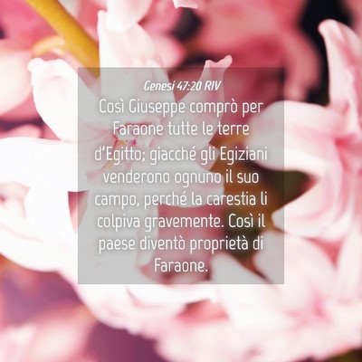 Picture 04 - Genesi 47:20 RIV - Così Giuseppe comprò per Faraone tutte le terre - Bible Verse Picture