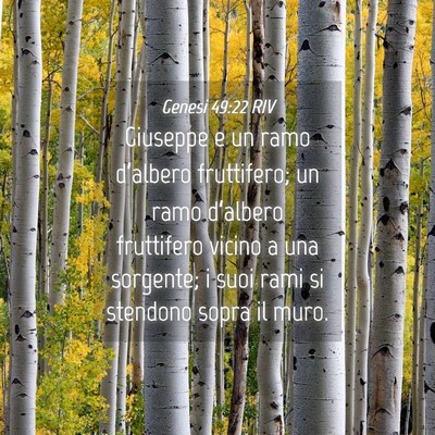 Picture 04 - Genesi 49:22 RIV - Giuseppe e un ramo d’albero fruttifero; un ramo - Bible Verse Picture