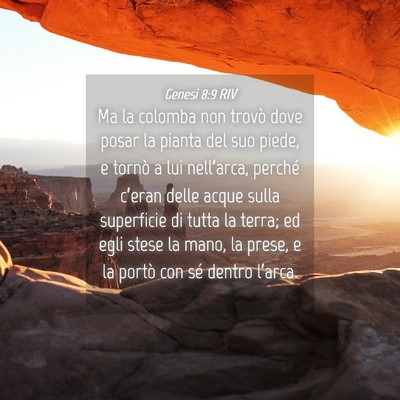 Picture 04 - Genesi 8:9 RIV - Ma la colomba non trovò dove posar la pianta del - Bible Verse Picture