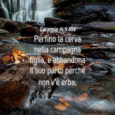 Picture 04 - Geremia 14:5 RIV - Perfino la cerva nella campagna figlia, e - Bible Verse Picture