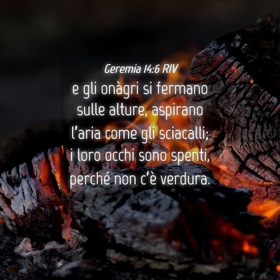 Picture 04 - Geremia 14:6 RIV - e gli onàgri si fermano sulle alture, aspirano - Bible Verse Picture