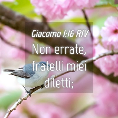 Picture 04 - Giacomo 1:16 RIV - Non errate, fratelli miei - Bible Verse Picture