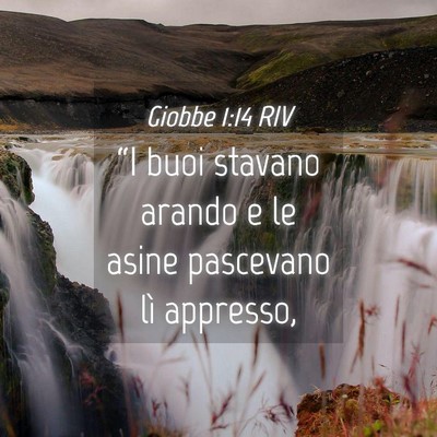 Picture 04 - Giobbe 1:14 RIV - “I buoi stavano arando e le asine pascevano lì - Bible Verse Picture