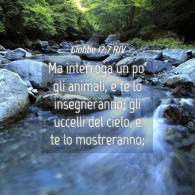Picture 04 - Giobbe 12:7 RIV - Ma interroga un po’ gli animali, e te lo - Bible Verse Picture