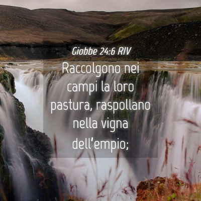 Picture 04 - Giobbe 24:6 RIV - Raccolgono nei campi la loro pastura, raspollano - Bible Verse Picture