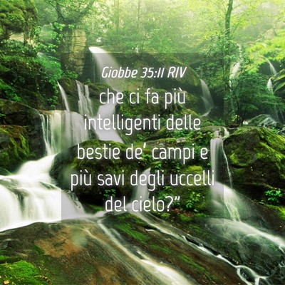 Picture 04 - Giobbe 35:11 RIV - che ci fa più intelligenti delle bestie de’ - Bible Verse Picture