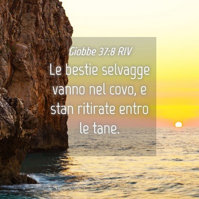 Picture 04 - Giobbe 37:8 RIV - Le bestie selvagge vanno nel covo, e stan - Bible Verse Picture