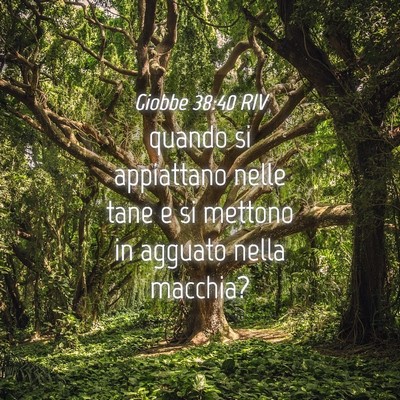 Picture 04 - Giobbe 38:40 RIV - quando si appiattano nelle tane e si mettono in - Bible Verse Picture