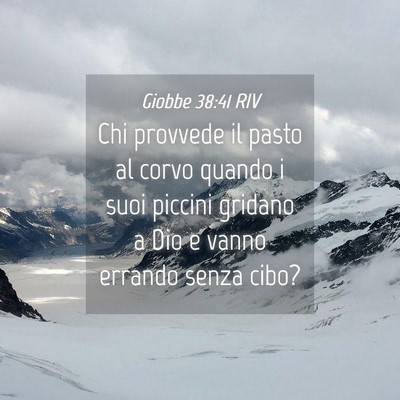 Picture 04 - Giobbe 38:41 RIV - Chi provvede il pasto al corvo quando i suoi - Bible Verse Picture
