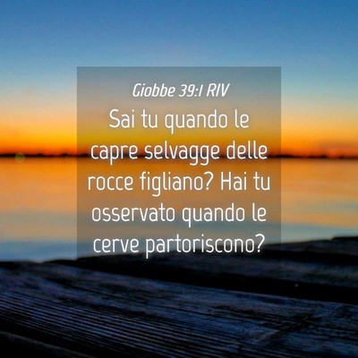 Picture 04 - Giobbe 39:1 RIV - Sai tu quando le capre selvagge delle rocce - Bible Verse Picture
