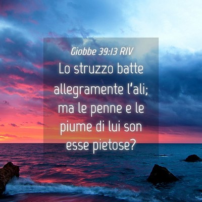 Picture 04 - Giobbe 39:13 RIV - Lo struzzo batte allegramente l’ali; ma le - Bible Verse Picture