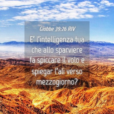 Picture 04 - Giobbe 39:26 RIV - E’ l’intelligenza tua che allo sparviere fa - Bible Verse Picture