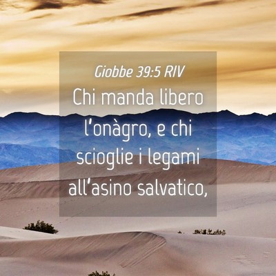Picture 04 - Giobbe 39:5 RIV - Chi manda libero l’onàgro, e chi scioglie i - Bible Verse Picture