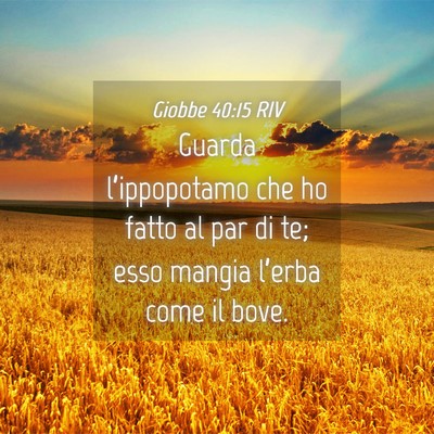Picture 04 - Giobbe 40:15 RIV - Guarda l’ippopotamo che ho fatto al par di te; - Bible Verse Picture