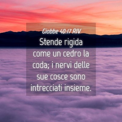 Picture 04 - Giobbe 40:17 RIV - Stende rigida come un cedro la coda; i nervi - Bible Verse Picture