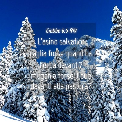 Picture 04 - Giobbe 6:5 RIV - L’asino salvatico raglia forse quand’ha - Bible Verse Picture