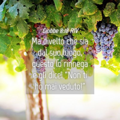 Picture 04 - Giobbe 8:18 RIV - Ma divelto che sia dal suo luogo, questo lo - Bible Verse Picture
