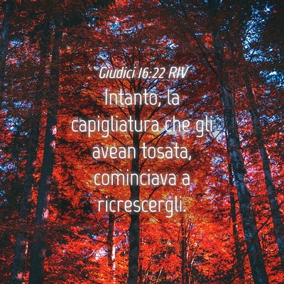Picture 04 - Giudici 16:22 RIV - Intanto, la capigliatura che gli avean tosata, - Bible Verse Picture