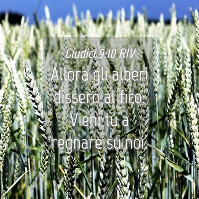 Picture 04 - Giudici 9:10 RIV - Allora gli alberi dissero al fico: Vieni tu a - Bible Verse Picture
