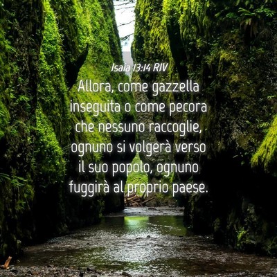 Picture 04 - Isaia 13:14 RIV - Allora, come gazzella inseguita o come pecora che - Bible Verse Picture