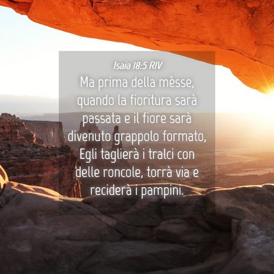 Picture 04 - Isaia 18:5 RIV - Ma prima della mèsse, quando la fioritura sarà - Bible Verse Picture